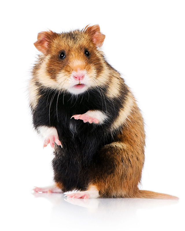 Hamster
