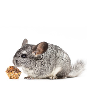 chinchilla.jpg