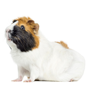 guinea.jpg