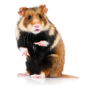 hamster2.jpg