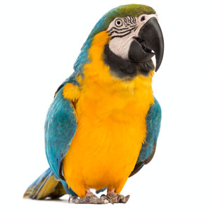 parrot_01.jpg