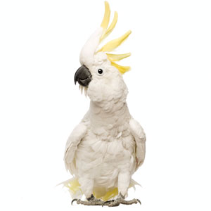 parrot_02.jpg