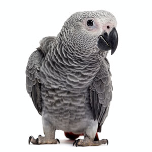 parrot_03.jpg