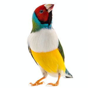 parrot_04.jpg
