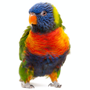 parrot_05.jpg