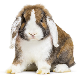 rabbit.jpg